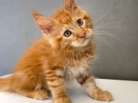 Mainecoon 2,5 Aylık Erkek Red 