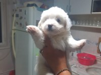 3 adet yavru terrier
