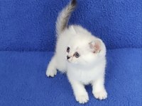YENİ YUVASINA GİTMEYE HAZIR  BRİTİSH PONÇİK