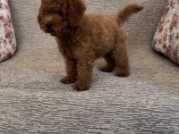 Kore A kalite dişi poodle yavrumuz