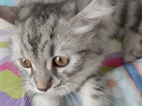 10 Aylık Maine Coon Dişi