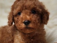 Veteriner teknikerinden toy poodle dişi erkek