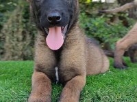 Üst Düzey Safkan Belçika Malinois Bebekler