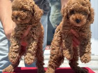 Yasal ruhsatlı çiftlikde ziyarete açık toy poodle