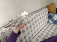 6 Aylık White Face Sultan Papağanı