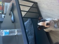 2 AYLIK YAVRU SAFKAN FRENCH BULLDOG