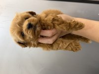 Kore Kan Teacup Maltipoo