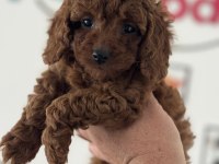 Ankaranın en güzel toy poodle yavruları ziyarete açık