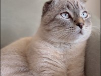 Scottish fold blue point oğluma eş arıyoruz