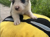 Border collie yavrular