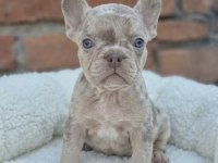 Prens ve prenses french bulldog köpekler