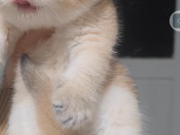 British shorthair kedisi