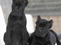 Çiftliğin efsane cane corso yavruları kapıda ödemeli