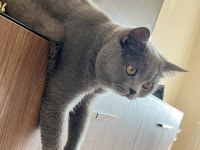 British Shorthair Oğlumuz Leo