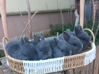 Hollanda Blue Tavşan Yavrular