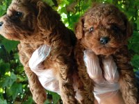 IRK VE SAĞLIK GARANTİ POODLE YAVRULARIMIZ