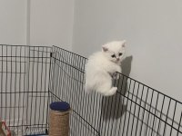 Anne iran chinchilla baba british shorthair