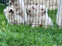 0 numara pomeranian bebekler orginal