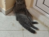 British shorthair prensesimize sahip aranıyor