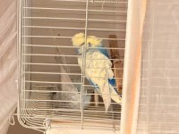 Show jumbo muhabbet kuşu