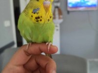 YENİ YEME DÜŞMÜŞ MUHABBET KUŞU