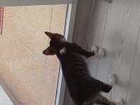 2.5 aylık yavru kedimiz