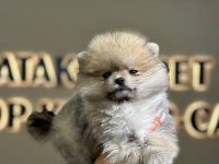 İddali Pom Bebek Pomeranian