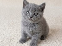 Blue Bicolor ve Golden Müthiş British Shorthair Yavrular