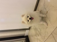 Pasaportlu Pomeranian 6 Aylık