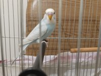 2 AYLIK MUHABBET KUŞU