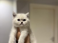 Emsalsiz Güzellikte Brıtısh Shorthair Yavrularım 