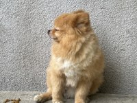 0 Boy Pomeranian Oğlumuz Yeni Yuvasını arıyor