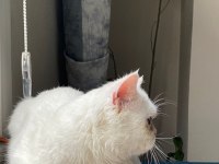 Erkek British Shorthair Kedimiz