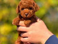 2.5 aylık dişi toy poodle bebeğimiz