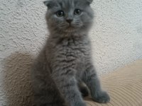 Scottish fold yavrumuz