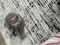 Scottish fold kedisi