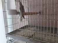 Toplu sahiplendirilecek sultan papağanları