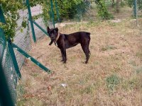 ÇOK SAĞLAM ORJ IRK CANE CORSO