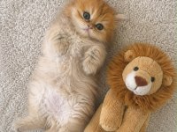 Ankranın en güzel ny12 golden british shorthair yavruları