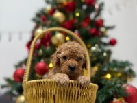 Toy Poodle bebeklerimiz yuvasını arıyor