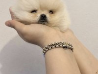 Pomeranian Boo Sağlıklı Ve Bakımlı
