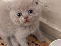 50 GÜNLÜK MİNNOŞ KEDİLER