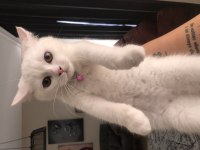 3.5 aylık dişi british shorthair