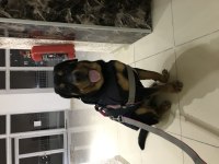 Eğitimli rottweiler köpeği