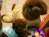 Tea Cup Orjinal Toy Poodle Yavrulari