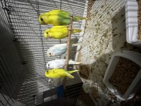 Yeme Düşen Muhabbet Kuşu Yavrular