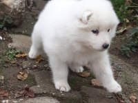 Samoyed yavrularımız ırk garantilidir