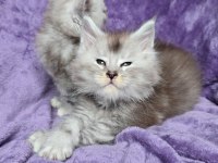 XXXL maine coon erkek wcf kayıtlı