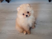 Secereli anne babadan show clas pomeranian yavrular