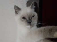 Blue point british shorthair